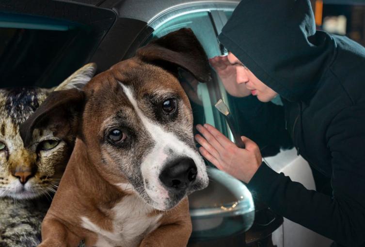 Fundación animal denuncia robo de camioneta en Teusaquillo, Bogotá