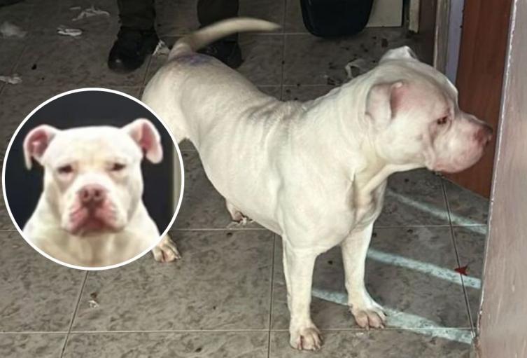 Rugger fue rescatado: así terminó el calvario de su maltrato en Kennedy Rugger fue rescatado: así terminó el calvario de su maltrato en Kennedy