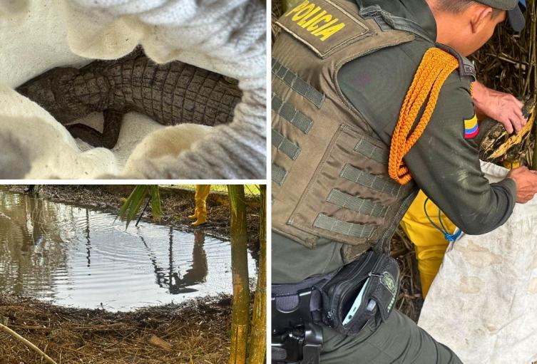 CAR logró rescate en Pacho: babillas y tortuga fueron libres para Navidad