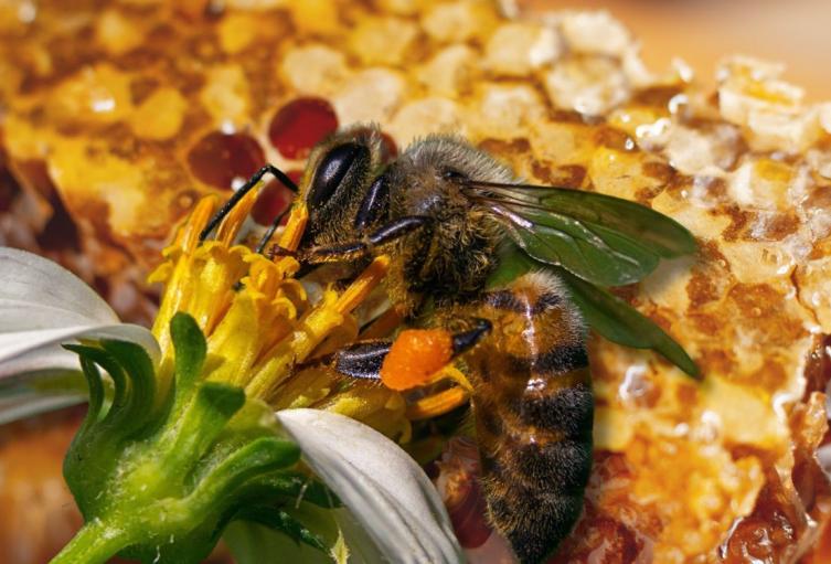 Distrito protege la vida y evita emergencia: rescata 15.000 abejas en Puente Aranda