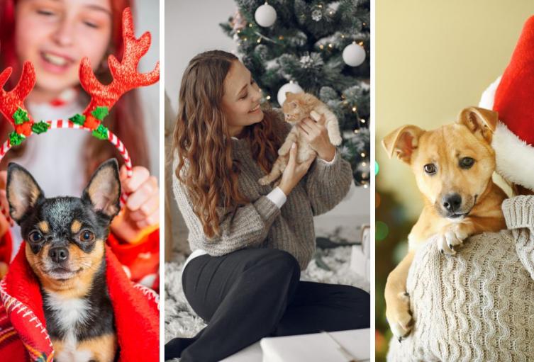 Mascotas en riesgo por Navidad: reportan afectaciones por cambios en casa