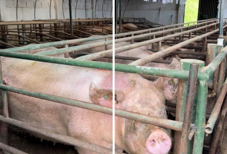 Cierran porcícola en Zipaquirá por vertimientos sin permiso, confirma la CAR