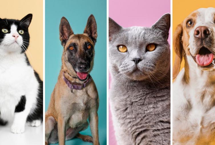 Distrito mueve campaña navideña: animales buscan compañía este diciembre