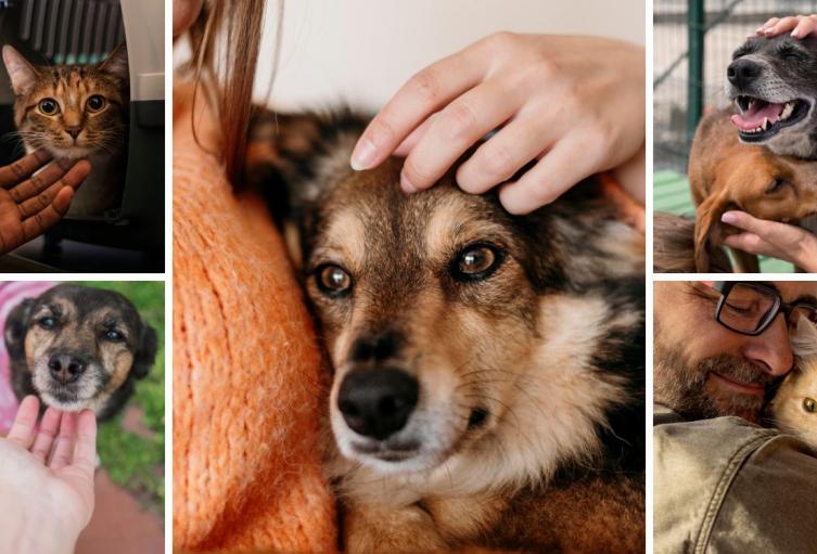 Adopción de mascotas en Bogotá: animales buscan familia para Navidad