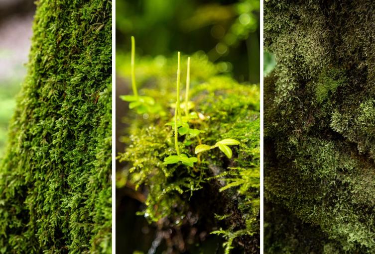 Usar musgo en Navidad le saldrá muy caro, alerta la CAR