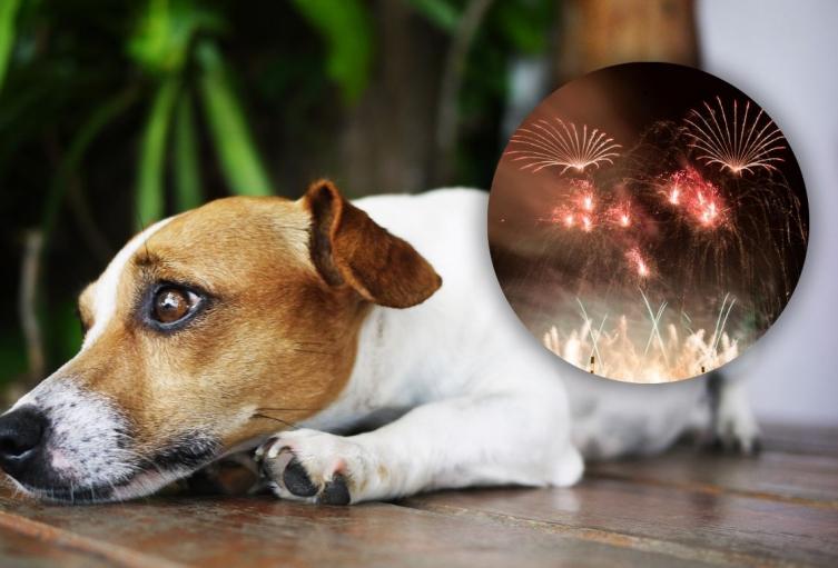 Pólvora afecta a mascotas