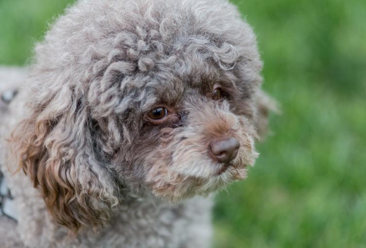 Poodle como el que una mujer lanzó por una ventana