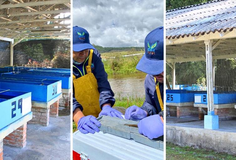 Pez capitán de la Sabana vuelve a escena con apoyo de la CAR