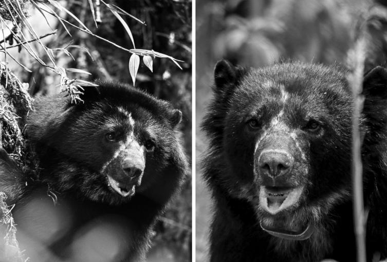 Tamá no alcanzó a conocer la libertad: qué pasó durante su traslado