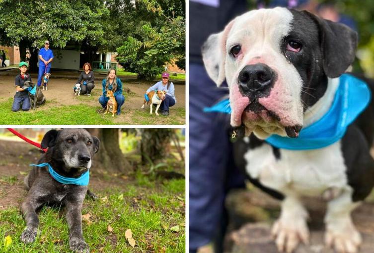 Terapias con colita feliz: así curan los ‘dogtores’ a pacientes en Bogotá