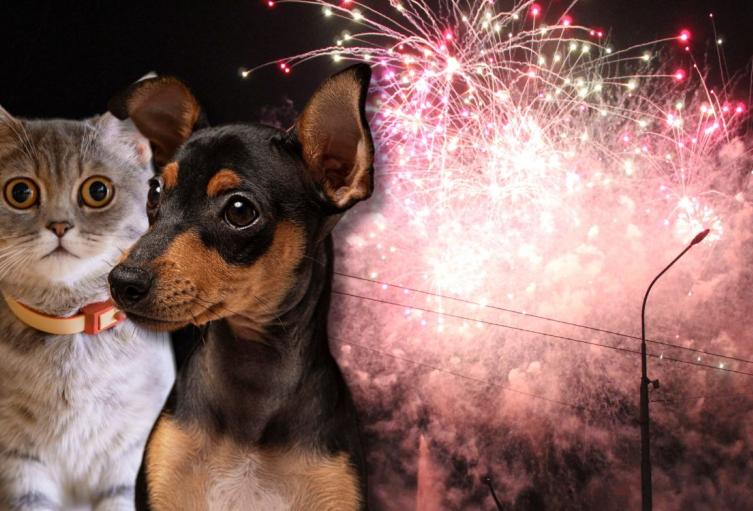 De qué trata 'Cielos en Calma': proyecto busca frenar pólvora por animales