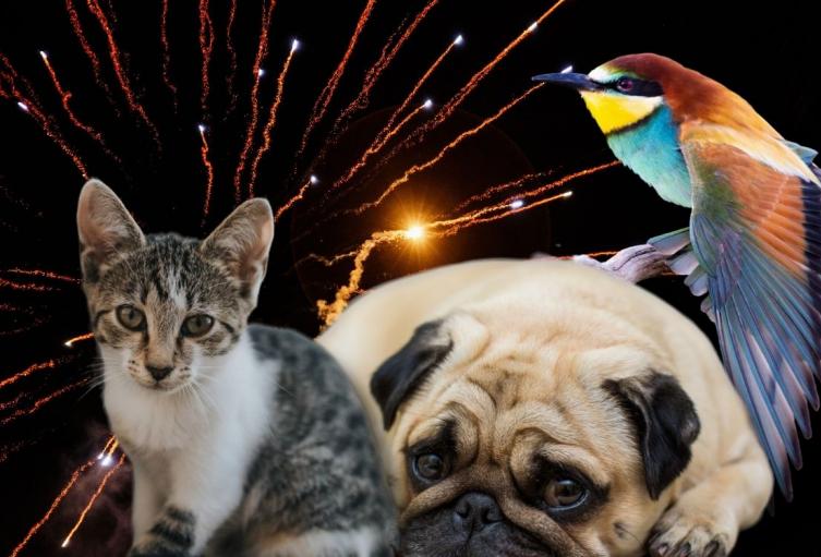 Pólvora desató miedo en casi 1.000 animales: triste Navidad en Bogotá