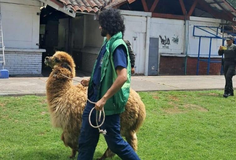 Alpaca rescatada por maltrato animal