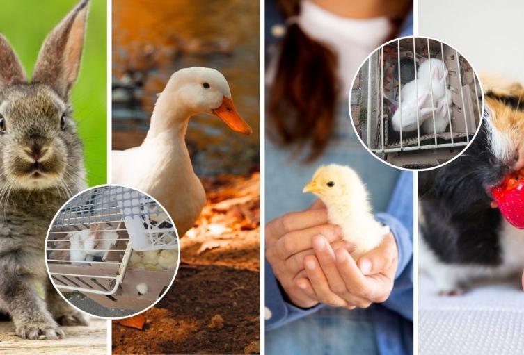 Festival de Reyes destapó maltrato: 404 animales fueron rescatados