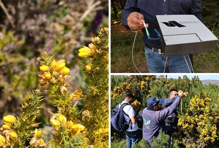 Golpe a especie invasora: CAR usa satélites para ubicar retamo espinoso