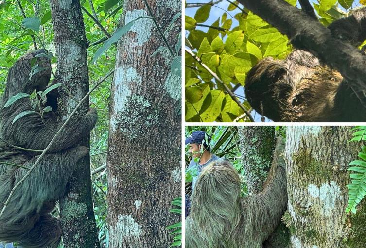 Final feliz: osa perezosa y su cría a salvo en bosque de Cundinamarca