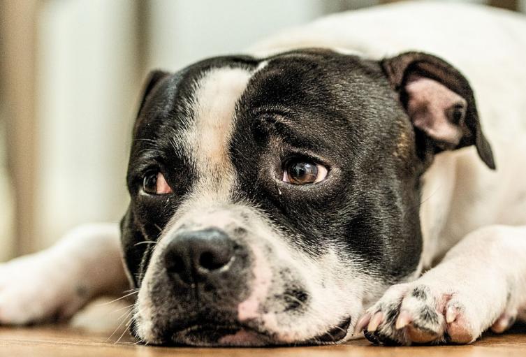 Perrito fue atacado con machete en Suba: vecinos denuncian maltrato animal