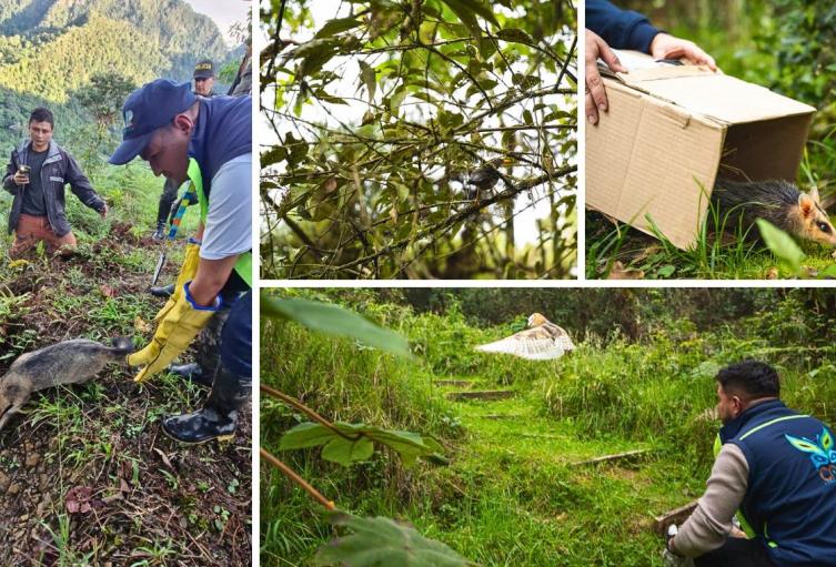 CAR cerró el año con liberación de fauna silvestre y trabajo ambiental