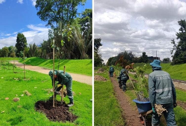 El Salitre se renueva: Bogotá siembra 304 árboles en su pulmón verde