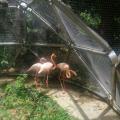 Flamencos usados como mascotas en Fusagasugá, Cundinamarca. 