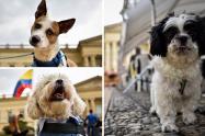 Adopte un peludo en Ciudad Bolívar: ¿cuándo será la jornada y qué piden?