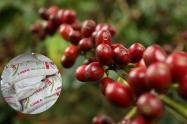 Café en Cundinamarca