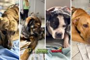 IDPYBA abre convocatoria: apoyarán ideas para proteger y salvar a los animales