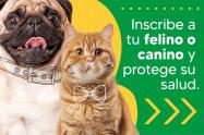 Esterilización gratis para perros y gatos en Mosquera: agende su cita