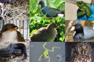 Secretaría de Ambiente frena tráfico de fauna: 4 capturados en Bogotá