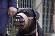 Perro de apoyo de seguridad