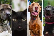 Adopción de perros y gatos en Bogotá: sume un nuevo integrante a su familia