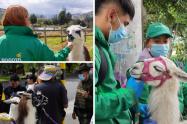 Llamas de la Plaza de Bolívar no se usarán para fotos: se acabó el negocio