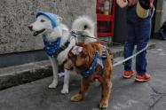 Mascotas en Funza, Cundinamarca