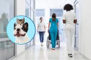 Pacientes terminales podrían recibir a sus mascotas en los hospitales