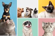 Obesidad en mascotas: señales de alerta y cómo evitarla a tiempo