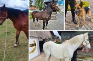 Héroes de 4 patas buscan hogar: adopción de perros y caballos retirados