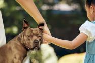 Ataque de perro pitbull en Bogotá