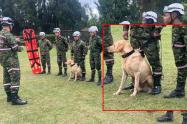 Soldados rescatistas del Ejército se unen a la búsqueda de Valeria Afanador