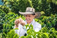 Jorge Celedón en un cultivo de café, a propósito del lanzamiento de su marca.