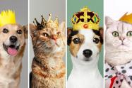 Concurso de belleza para mascotas: criollitos serán los protagonistas