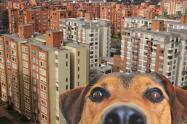 Dueños de perros ganan Corte frena multas en conjuntos