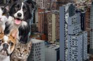 Esterilización para perros y gatos gratis: aproveche y ahórrese plata