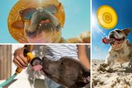 Golpe de calor en perros: síntomas y prevención antes que sea muy tarde