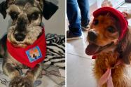 Cárcel para agresores de Tony y Nala: Fiscalía castigó el maltrato animal