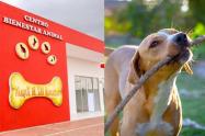 Mascotas en su propio parque
