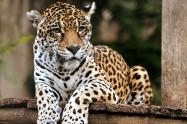Jaguar en la cuenca baja del río Bogotá: CAR confirma avistamiento