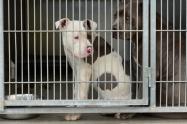 Ataque de perros pitbull