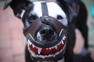 Perros con bozal