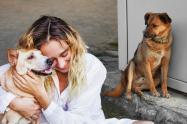 Plataforma para buscar a su mascota perdida