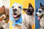 Vacunación gratis para mascotas en Bogotá: aproveche y lleve a su peludo